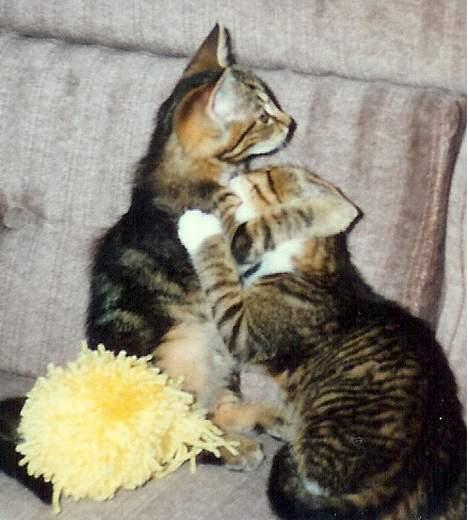 Blanding af racer Line billede 4