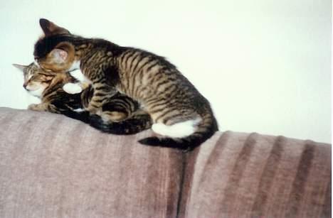 Blanding af racer Line billede 5