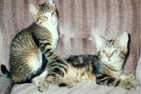 Blanding af racer Line billede 6