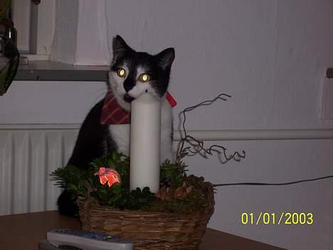 Blanding af racer Yatzy - "...siger du jeg ikke må ødelægge den????" billede 7