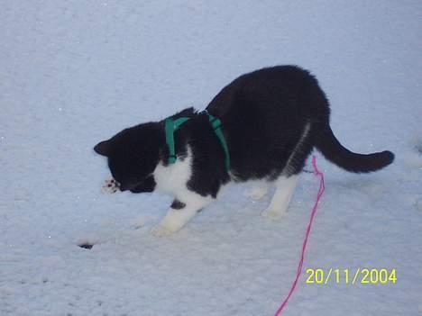 Blanding af racer Yatzy - Årets første sne i 2004 "hva er nu det for noget underlig noget...." billede 6