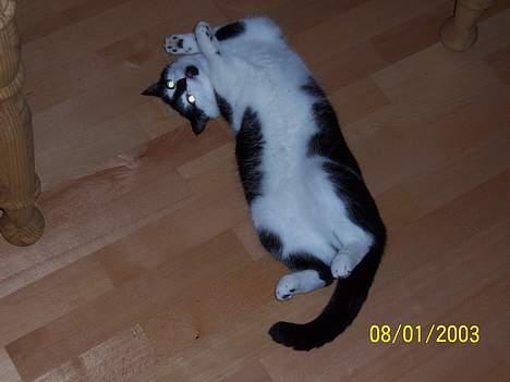 Blanding af racer Yatzy - "nu gider jeg ikke mere....er træt...." billede 8