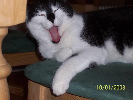 Blanding af racer Yatzy - "Gabbbb.... - ikke mere fotograferen nu...jeg prøver faktisk på at sove....gabbb" billede 9