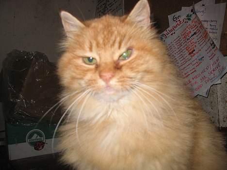 Blanding af racer Fersken billede 1