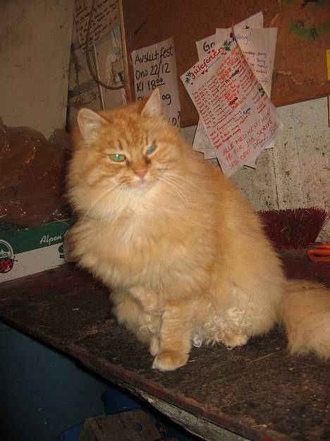 Blanding af racer Fersken billede 2