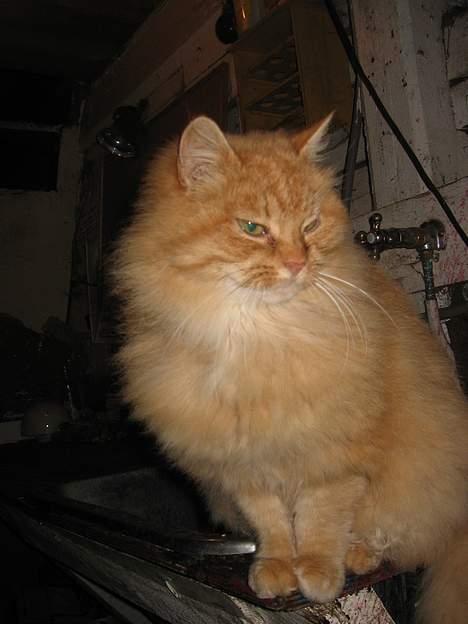 Blanding af racer Fersken billede 3