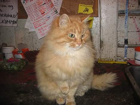 Blanding af racer Fersken billede 4