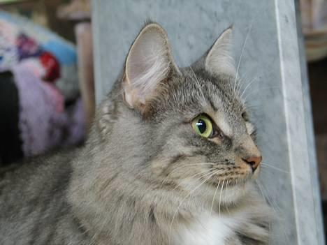 Norsk Skovkat Ellinor billede 3