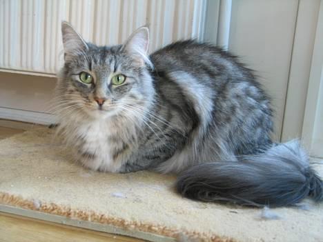 Norsk Skovkat Ellinor billede 4