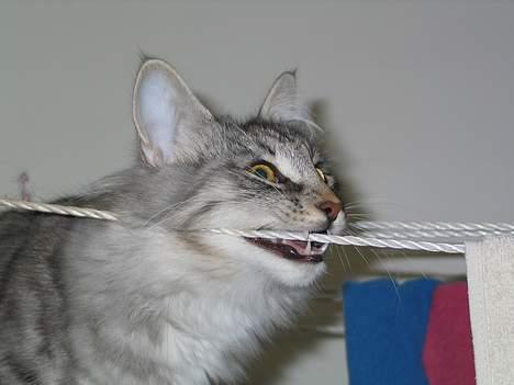 Norsk Skovkat Ellinor - Mums..... billede 6