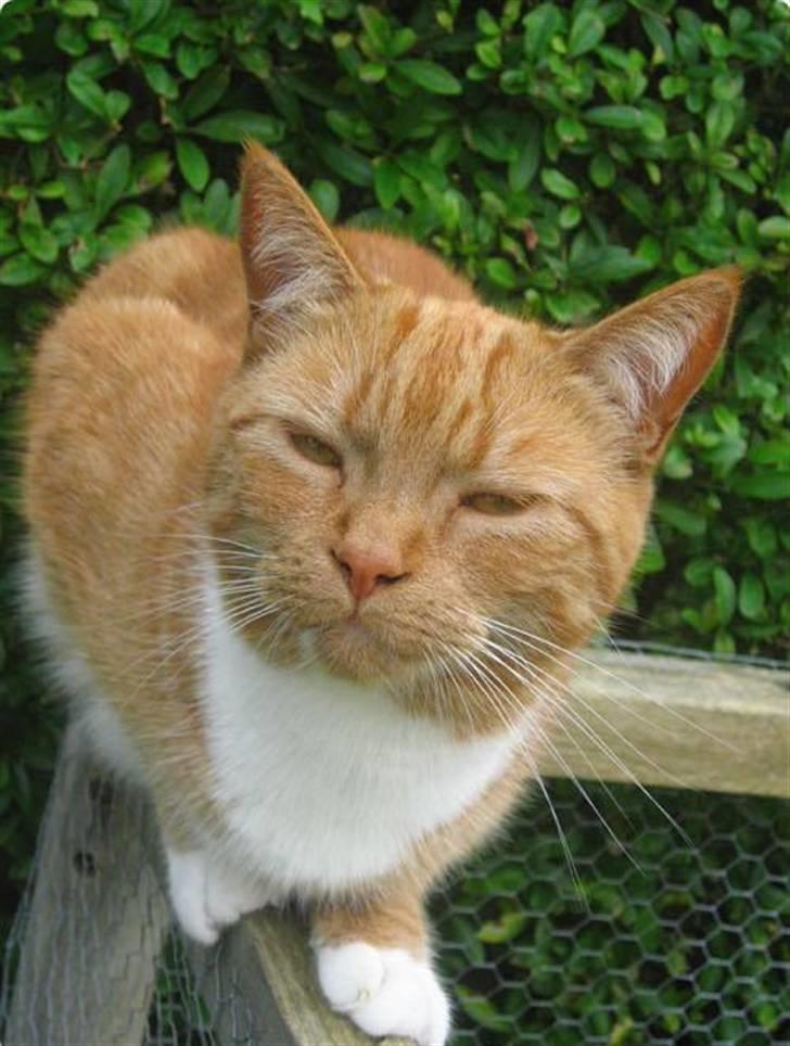 Blanding af racer Mille - R.I.P. billede 1