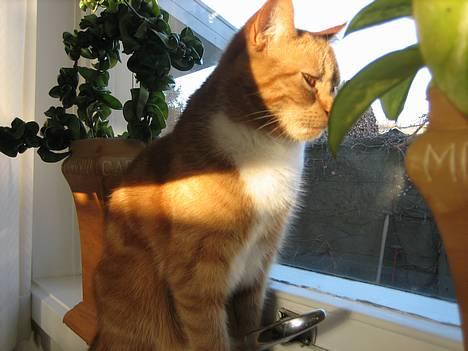 Blanding af racer Mille - R.I.P. - Sidder og holder øje med tingene udenfor billede 2