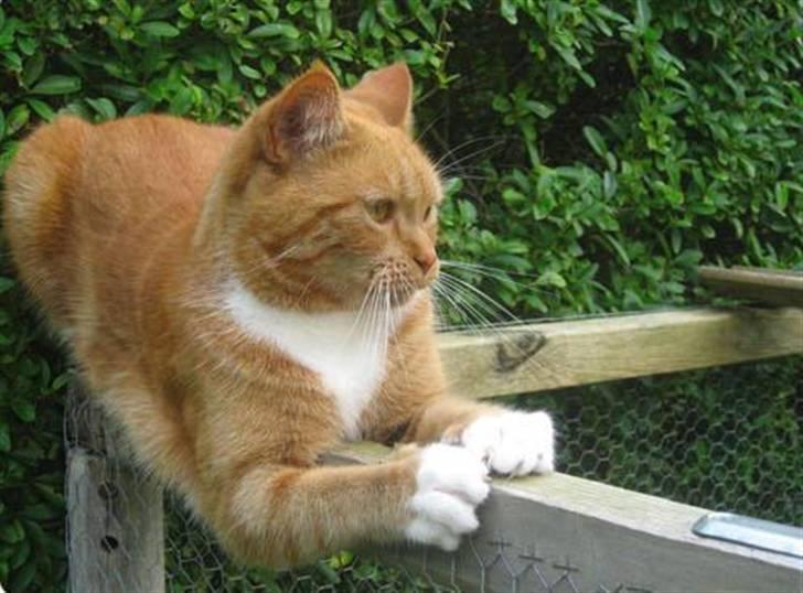 Blanding af racer Mille - R.I.P. billede 3