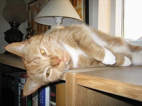 Blanding af racer Mille - R.I.P. billede 5