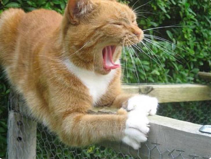 Blanding af racer Mille - R.I.P. - sidder og får varmen billede 6