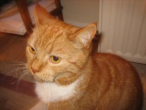 Blanding af racer Mille - R.I.P. billede 7