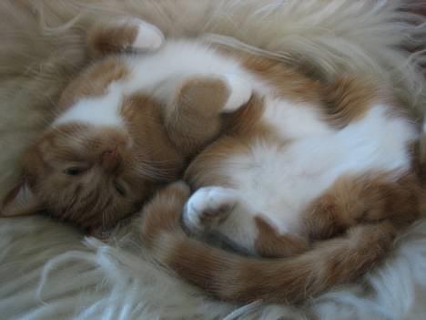 Blanding af racer Mille - R.I.P. - Jeg kan ligge i de mest mærkelige stillinger:p billede 8