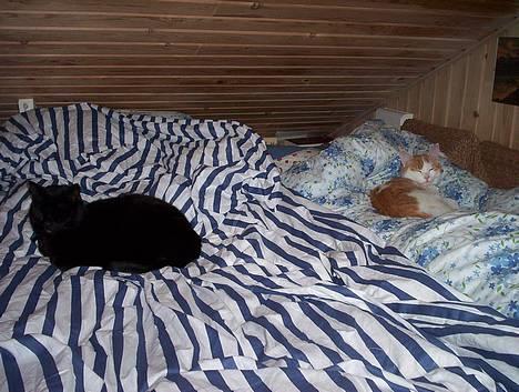 Blanding af racer Carlos billede 3