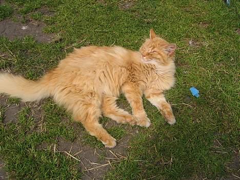 Blanding af racer Fersken billede 5