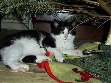 Blanding af racer Mulle  - Under juletræet=O) billede 9