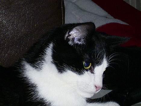 Blanding af racer Mulle  - Frække mis=O) billede 10