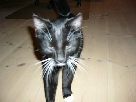 Huskat Tyson billede 2