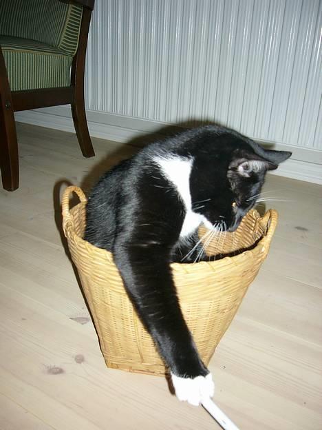 Huskat Tyson billede 8