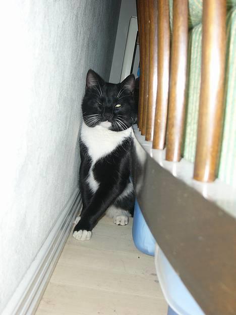 Huskat Tyson - kukuk billede 3