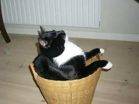 Huskat Tyson billede 4