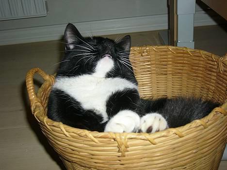 Huskat Tyson billede 5