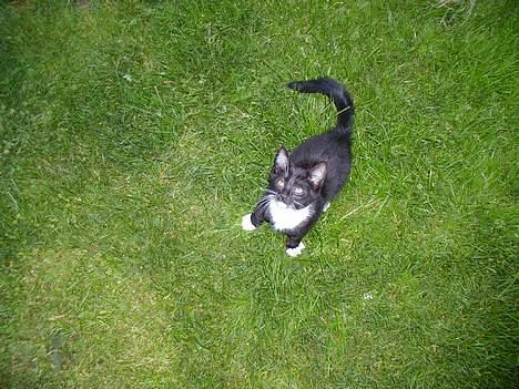 Huskat Tyson - Som helt lille.. :D billede 6