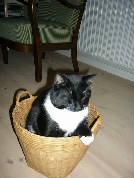 Huskat Tyson billede 7