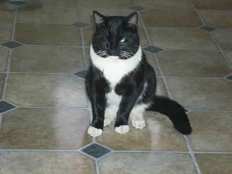 Huskat Tyson - taget d. 22/2 - lige kommet hjem fra dyrlægen, han er belevnt kastareret billede 9