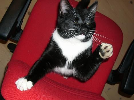 Huskat Tyson billede 10