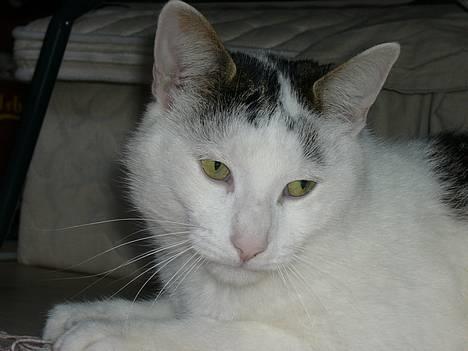 Huskat Elvis (Abekatten) billede 1