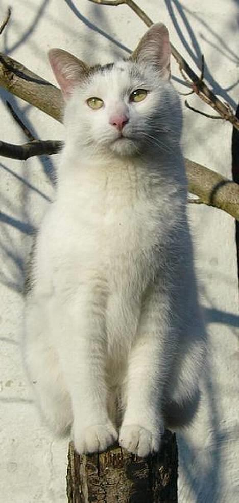 Huskat Elvis (Abekatten) billede 6