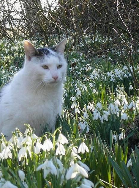 Huskat Elvis (Abekatten) billede 5