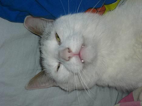 Huskat Elvis (Abekatten) billede 4