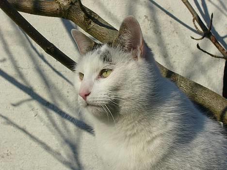 Huskat Elvis (Abekatten) billede 3