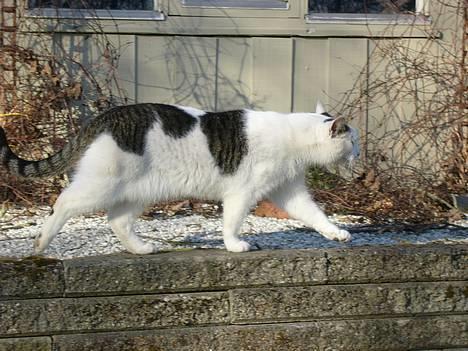 Huskat Elvis (Abekatten) billede 2