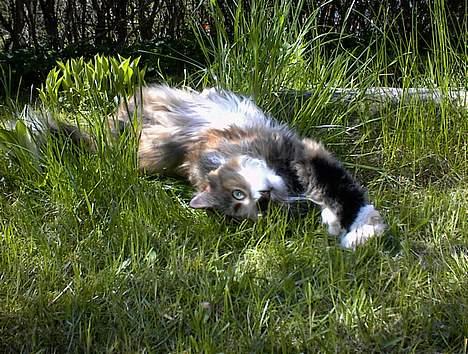 Maine Coon Joy (kaldes Musse) billede 1