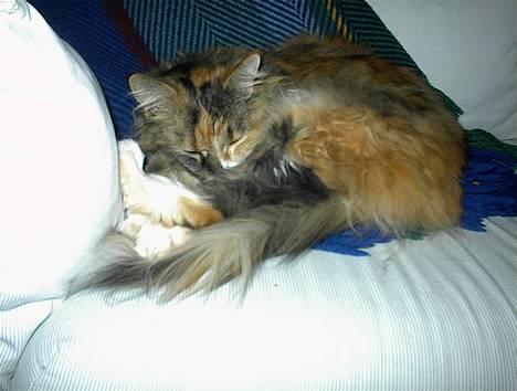 Maine Coon Joy (kaldes Musse) billede 2