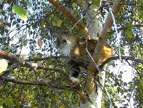 Maine Coon Joy (kaldes Musse) billede 3