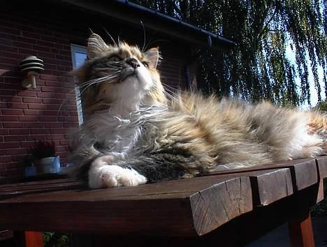 Maine Coon Joy (kaldes Musse) billede 4