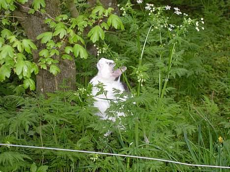 Huskat Elvis (Abekatten) billede 8