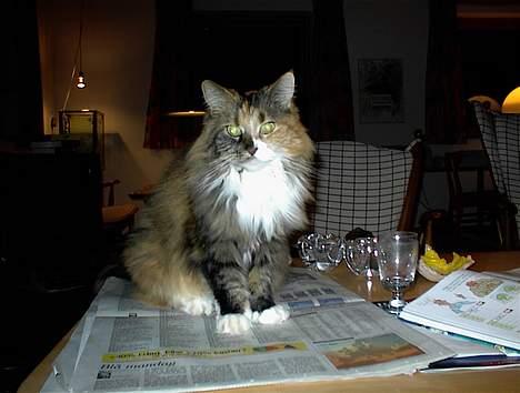 Maine Coon Joy (kaldes Musse) billede 5