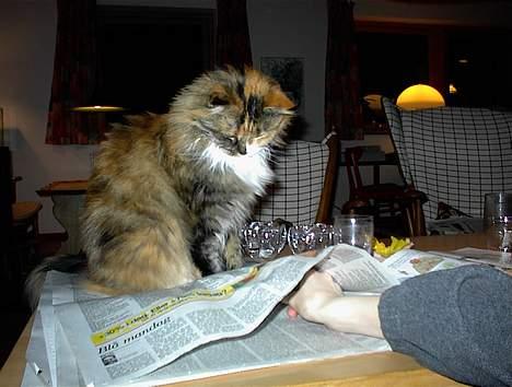 Maine Coon Joy (kaldes Musse) billede 6