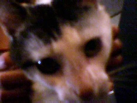 Blanding af racer Emil - hvad er det her....??? billede 6