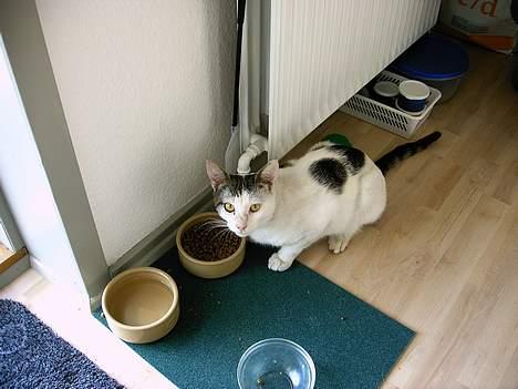 Blanding af racer Emil - hallo... jeg æder lige billede 7