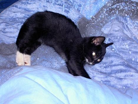 Blanding af racer Lyn - Lyn min lille skat.. billede 1